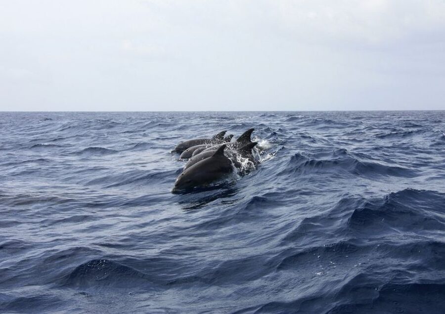 Golfo Aranci: Tavolara and Molara Snorkeling Dinghy Tour - Punta Spalmatore and the final swim