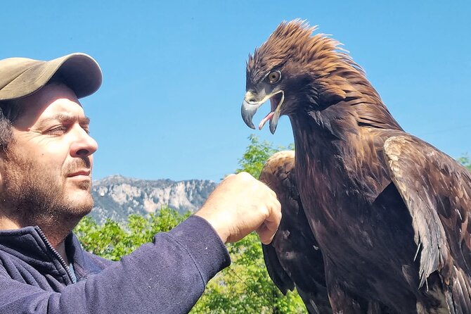 Interactive Educational Course on Birds of Prey - Key details before you book