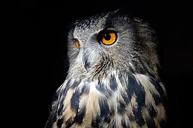 Interactive Educational Course on Birds of Prey - Why this bird of prey course feels different