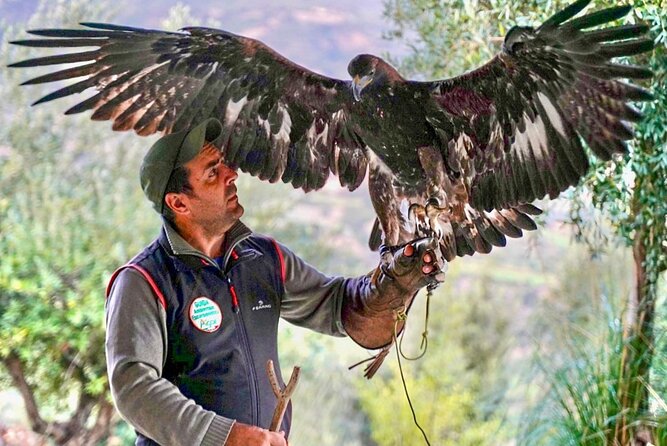 Interactive Educational Course on Birds of Prey - Roberto’s approach to falconry