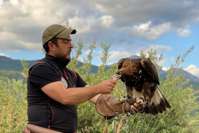 Interactive Educational Course on Birds of Prey - Who will enjoy this most