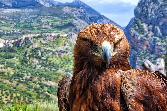 Interactive Educational Course on Birds of Prey - Meeting Abel and the other raptors