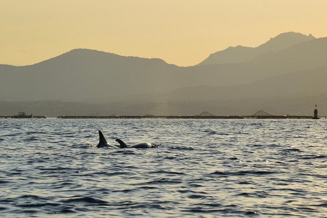 Kayak tour with aperitif and dolphins - What the $54.42 price really covers