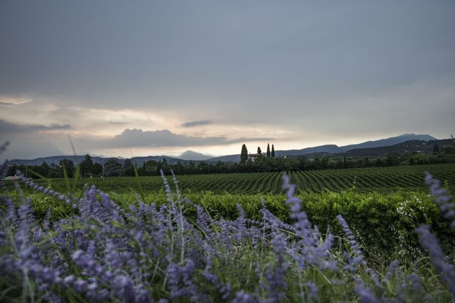 Lake Garda: Wine Tour and Tasting Experience in Bardolino - Should you book Tenuta La Cà?