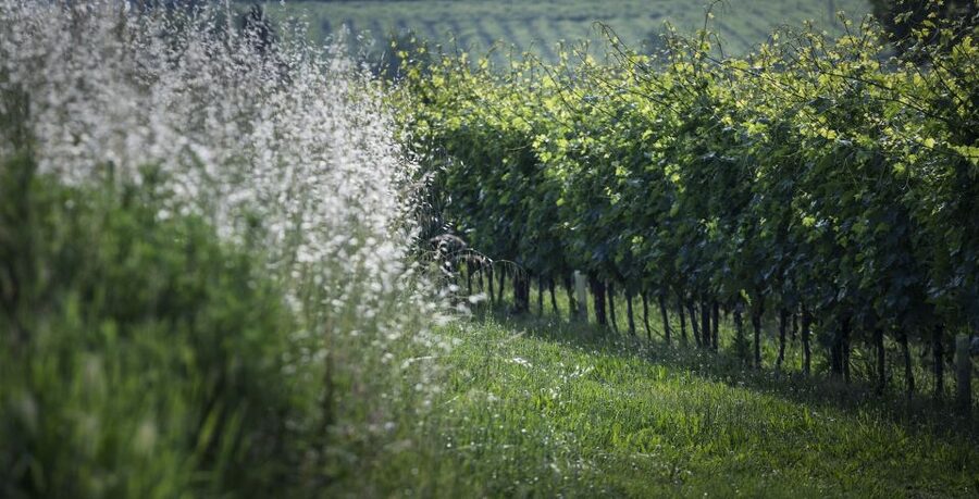 Lake Garda: Wine Tour and Tasting Experience in Bardolino - Who will enjoy this Bardolino wine tasting?