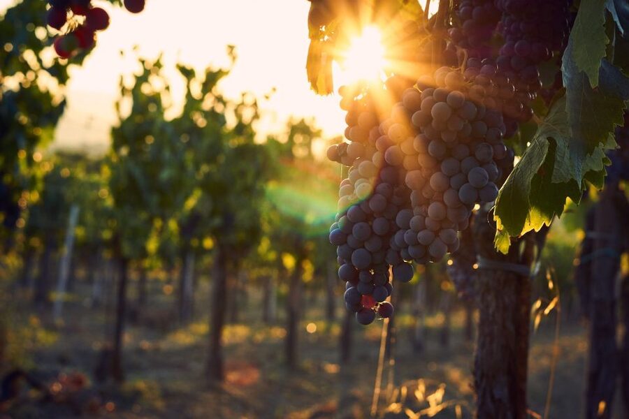 Lake Garda: Wine Tour and Tasting Experience in Bardolino - Practical details that can make the visit better