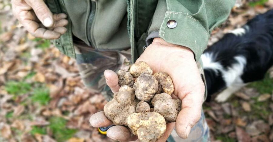 Langhe: Truffle Hunting Experience - Who should book this experience?