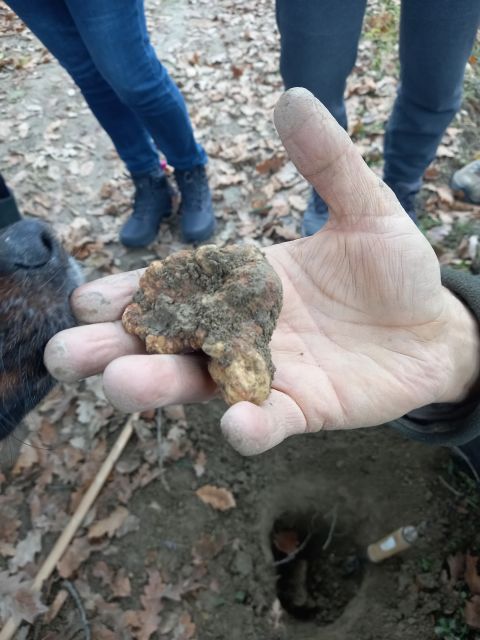 Langhe: Truffle Hunting Experience - Meeting near Alba and reaching the secret spot