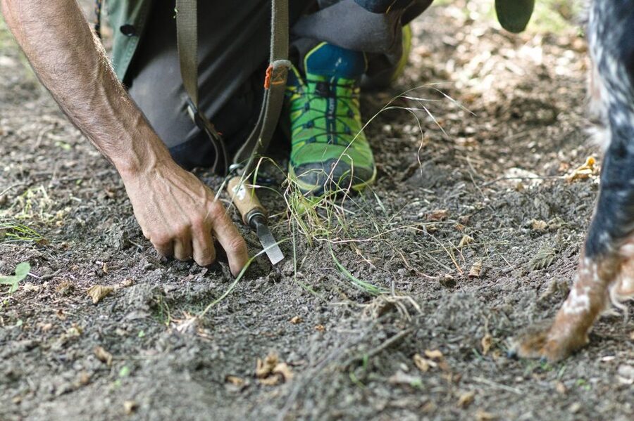 Langhe: Truffle Hunting Experience - White truffles, black truffles, and the luck factor