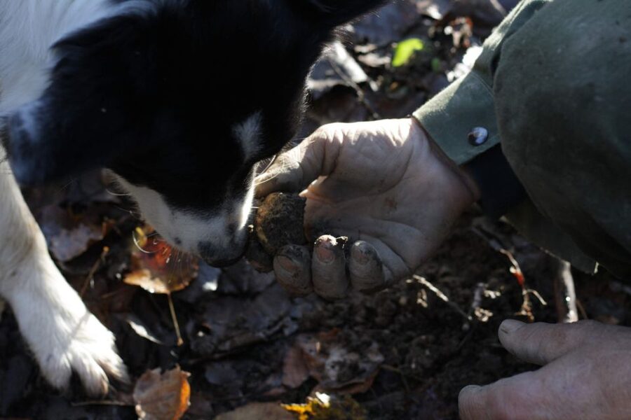Langhe: Truffle Hunting Experience - How much value do you get for $94?