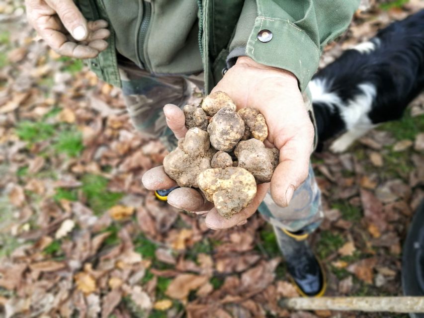 Langhe: Truffle Hunting Experience - The guides make a real difference