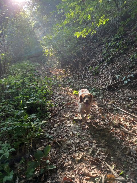 Langhe: Truffle Hunting Experience - Practical timing and seasonal advice