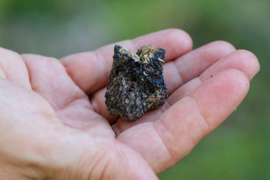 Langhe: Truffle Hunting Experience - Following the Trifolao and his dog