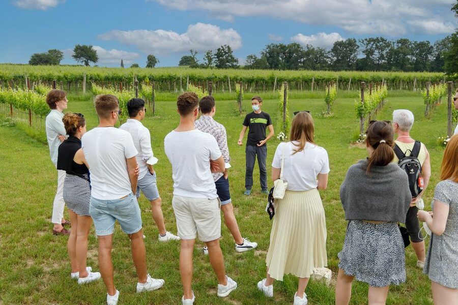 Lazise: Winery Tour with Garda Wines and Food Tasting - Who should book this visit?