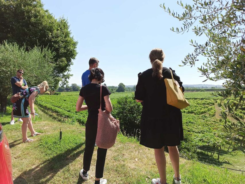 Lazise: Winery Tour with Garda Wines and Food Tasting - Starting among the vines