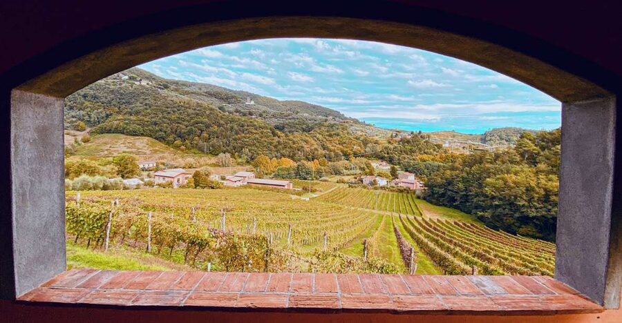 Lucca: Guided Winery Tour with Wine Tasting - The panoramic terrace is the real highlight