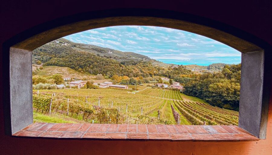 Lucca: Guided Winery Tour with Wine Tasting - A shared table with a young local team