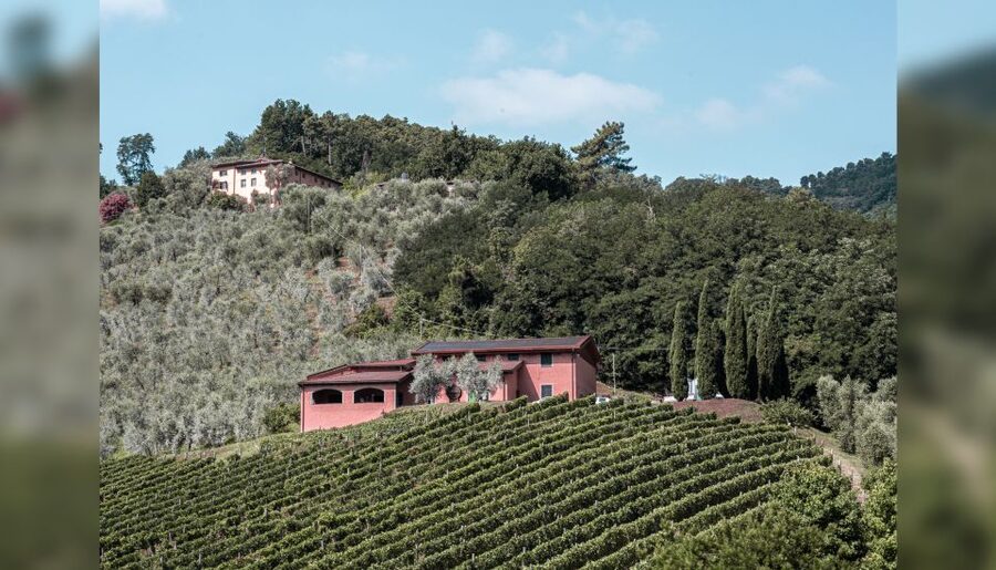 Lucca: Guided Winery Tour with Wine Tasting - Who should book this wine tasting?
