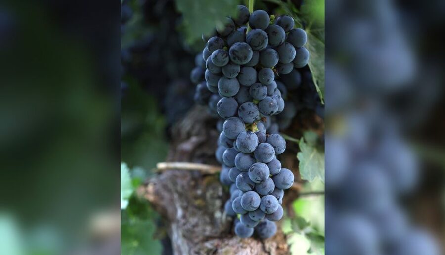 Lucca: Guided Winery Tour with Wine Tasting - The 15 to 20 minute cellar visit