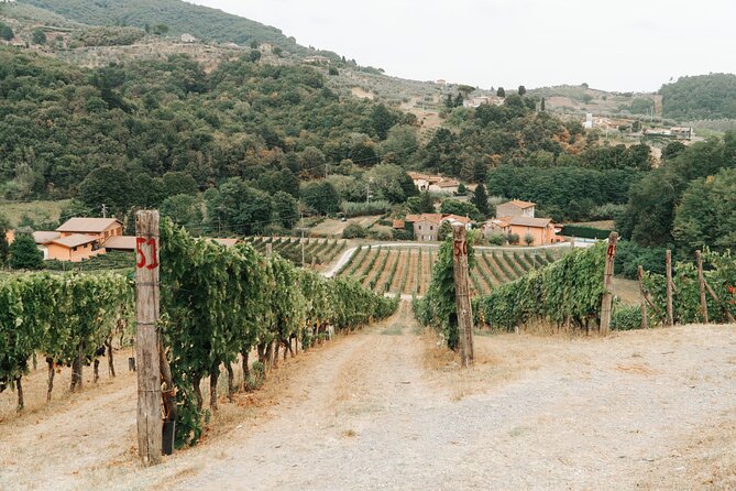 Lucca: Wine Tasting Experience - Tenuta Adamo Winery - Reaching Tenuta Adamo from Lucca