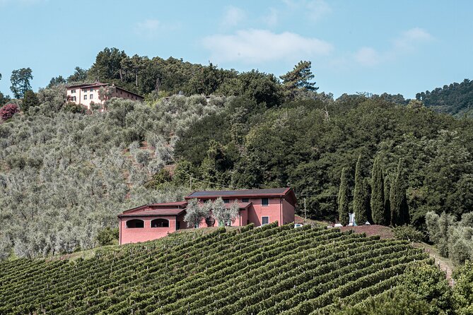 Lucca: Wine Tasting Experience - Tenuta Adamo Winery - The Lucca hills view is part of the value