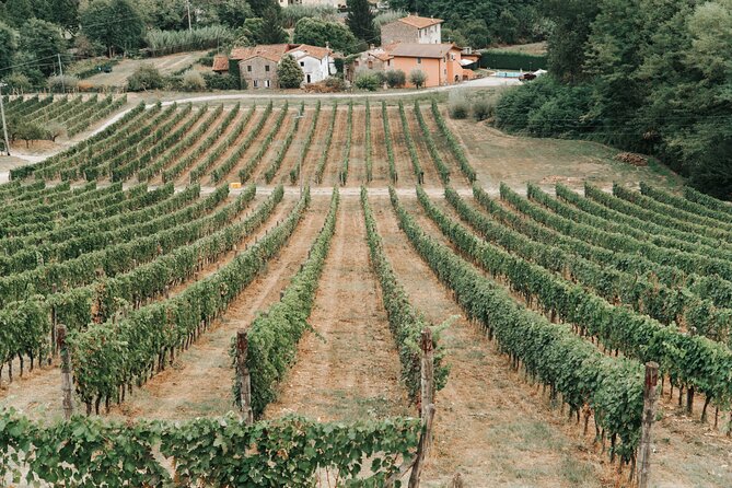 Lucca: Wine Tasting Experience - Tenuta Adamo Winery - Wine quality and the level of instruction