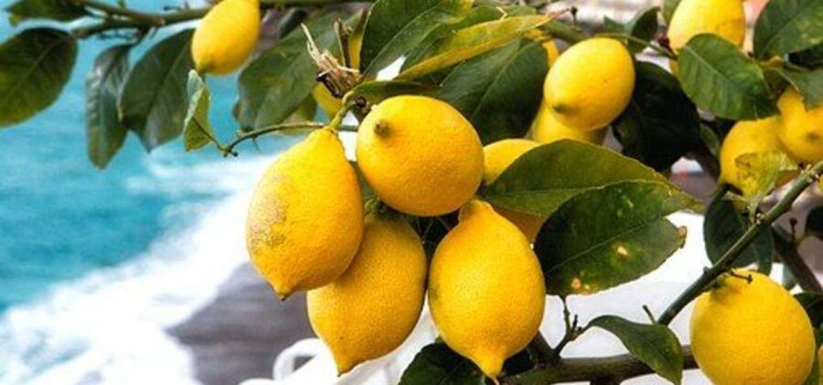 Maiori: Amalfi Coast Path of Lemons Day Trip with Tastings - Key points to know before you book