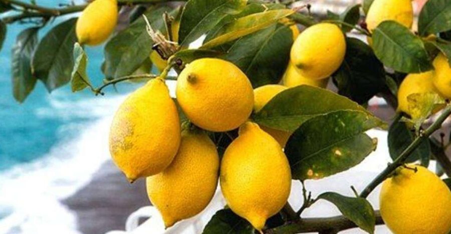 Maiori: Amalfi Coast Path of Lemons Day Trip with Tastings - Why the Path of Lemons is worth your morning