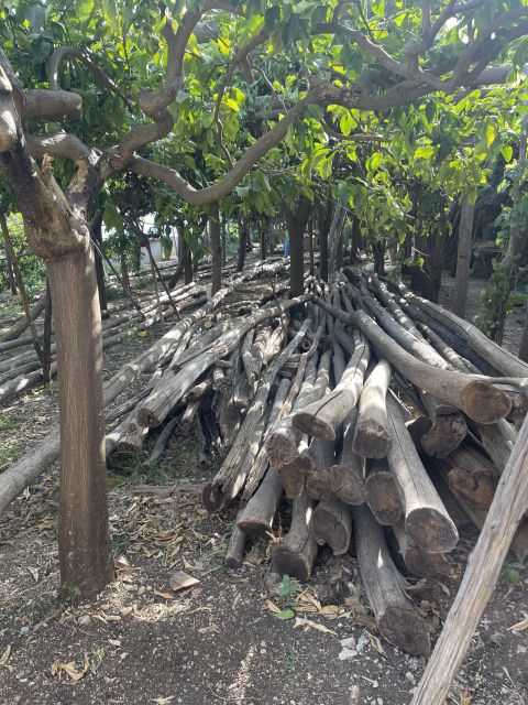 Maiori: Amalfi Coast Path of Lemons Day Trip with Tastings - Inside Giovanni Ruocco’s family lemon grove