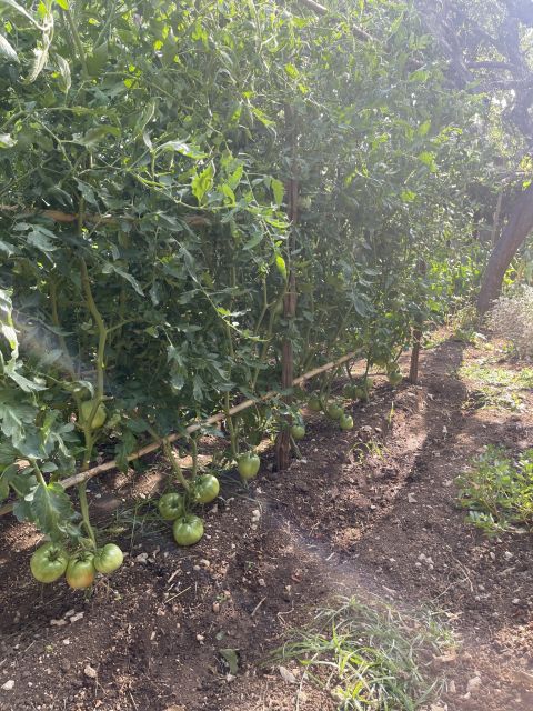 Maiori: Amalfi Coast Path of Lemons Day Trip with Tastings - Walking down to Minori and Santa Trofimena