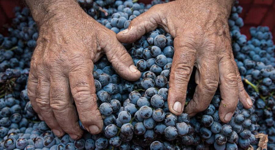Montalcino: Brunello Wine Tasting & Lunch in a Tuscan Castle - How the $69 price works out