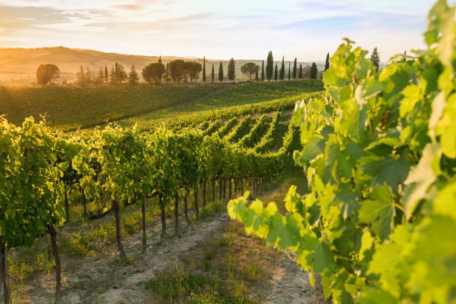 Montalcino: Brunello Wine Tasting & Lunch in a Tuscan Castle - Timing, language, and practical planning