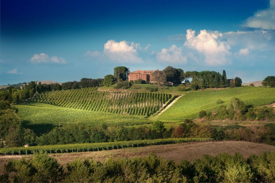 Montalcino: Brunello Wine Tasting & Lunch in a Tuscan Castle - Walking through the vineyard with a sommelier
