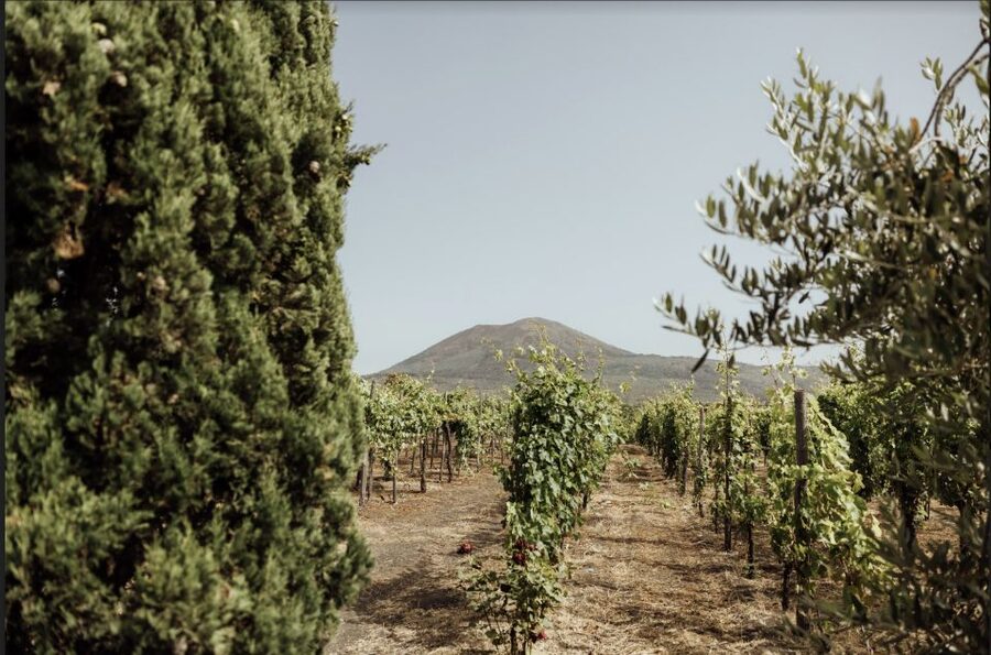 Mount Vesuvius: Vineyard Tour with Wine Tasting and Lunch - White, rosé, and red Lacryma Christi