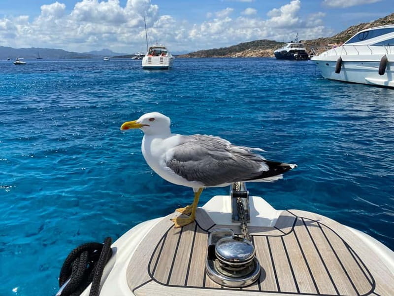 Olbia: Boat tour to watch Dolphins and snorkeling - Setting out from Olbia’s waterfront