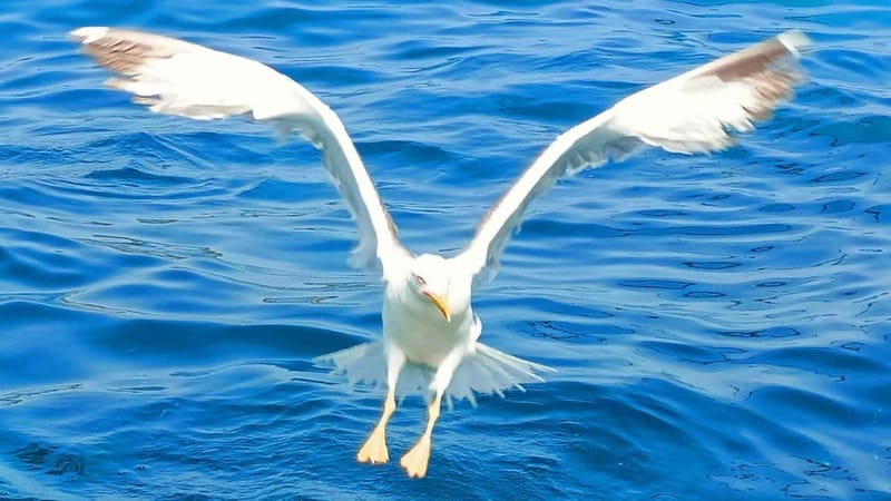 Olbia: Boat tour to watch Dolphins and snorkeling - Cala Moresca: the swimming and snorkeling stop