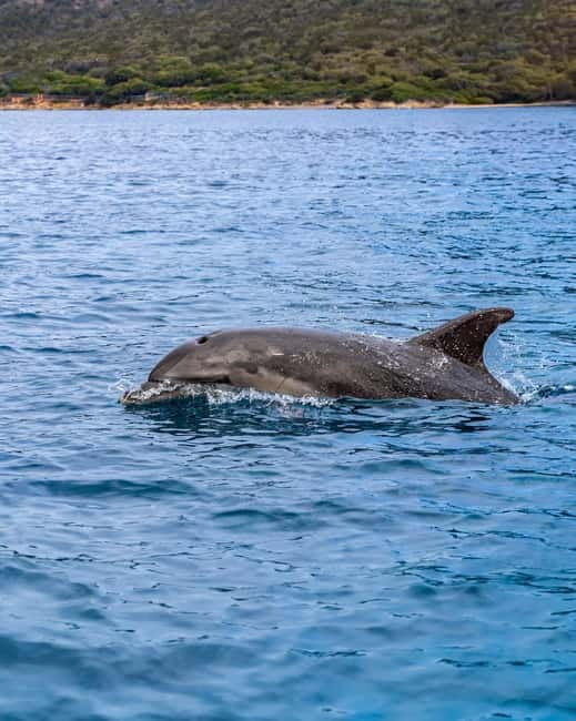 Olbia: Boat tour to watch Dolphins and snorkeling - Timing, meeting details, and what to pack