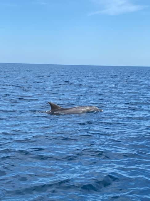 Olbia: Boat tour to watch Dolphins and snorkeling - The ride toward Figarolo and Capo Figari