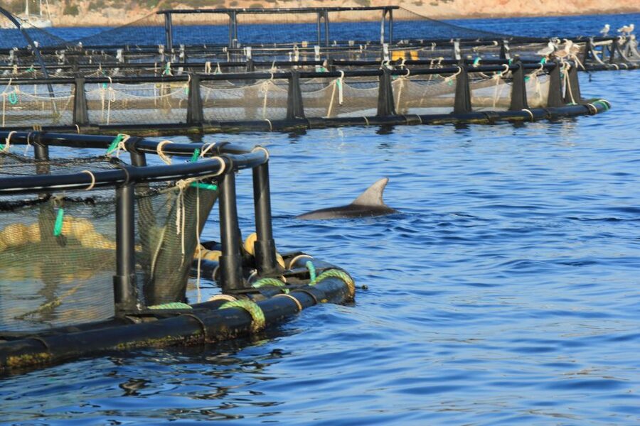 Olbia: Dolphin Watching and Snorkeling Boat Tour - Key points to know before you book