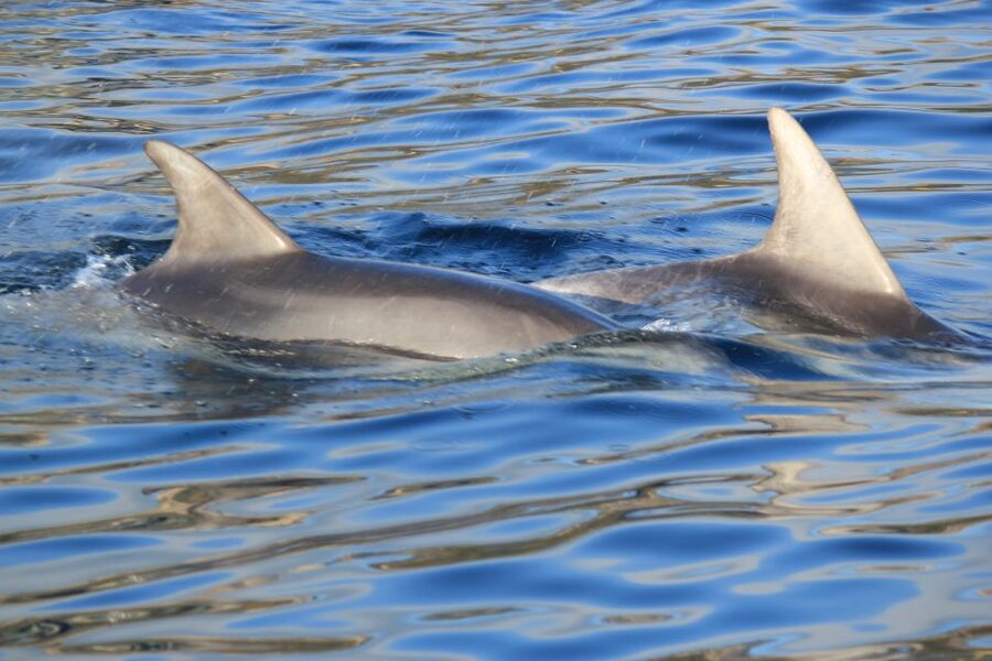 Olbia: Dolphin Watching and Snorkeling Boat Tour - Why this Olbia dolphin trip works so well