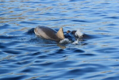 Dolphin Watching and Snorkeling Boat Tour