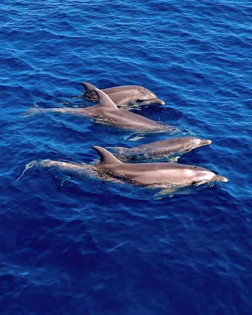 Olbia: Dolphin Watching & Snorkeling Boat Tour near Figarolo - Key points at a glance