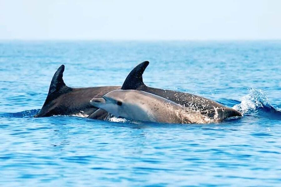 Olbia: Dolphin Watching & Snorkeling Boat Tour near Figarolo - How this tour compares with a large boat excursion