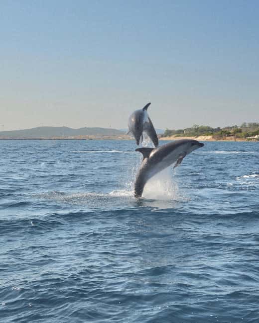 Olbia: Dolphin Watching & Snorkeling Boat Tour near Figarolo - Why this Olbia boat trip is worth your morning or afternoon
