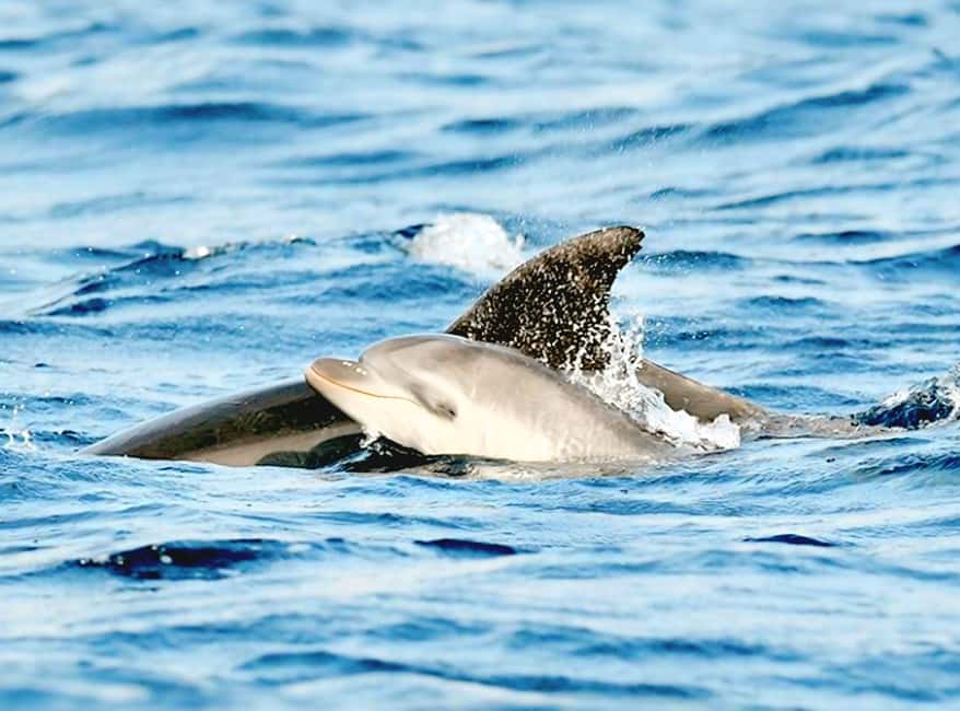 Olbia: Dolphin Watching & Snorkeling Boat Tour near Figarolo - The 8.5-meter 2Bar boat and what the ride feels like