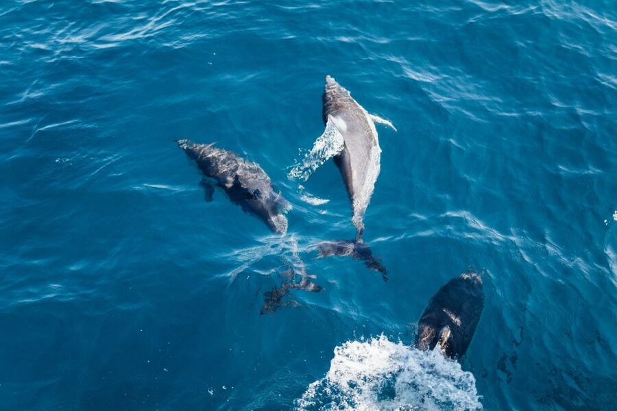 Olbia: Dolphin Watching & Snorkeling Boat Tour near Figarolo - Figarolo Island: your first hour in clear water