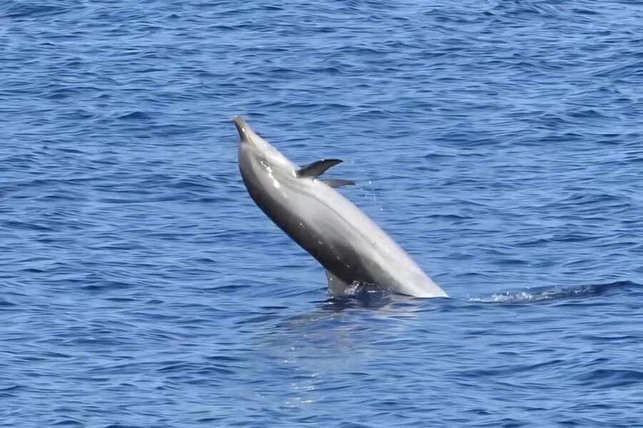 Olbia: Dolphin Watching & Snorkeling Boat Tour near Figarolo - Capo Figari and the search for bottlenose dolphins