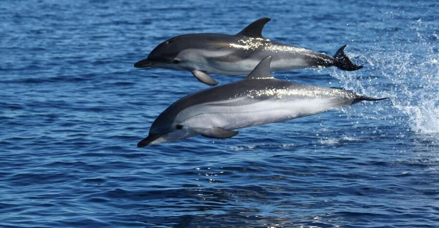 Olbia: Dolphin Watching & Snorkeling Boat Tour near Figarolo - What the guides add to the experience