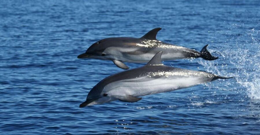 Olbia: Dolphin Watching & Snorkeling Boat Tour near Figarolo - Meeting the boat at Moys Marina