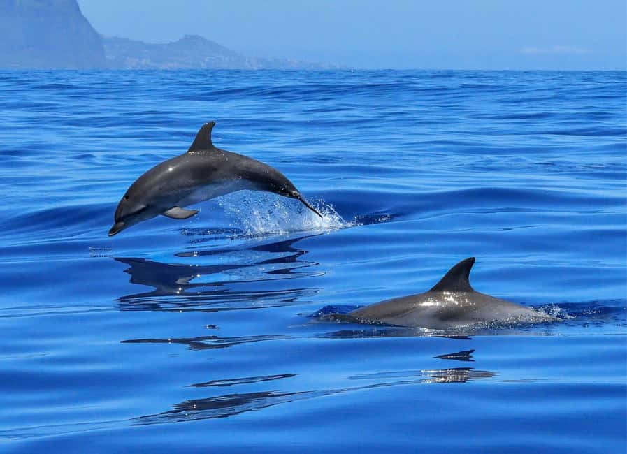 Olbia: Dolphin Watching & Swim and snorkel in Capo Figari - Starting at MOYS Marina in Olbia